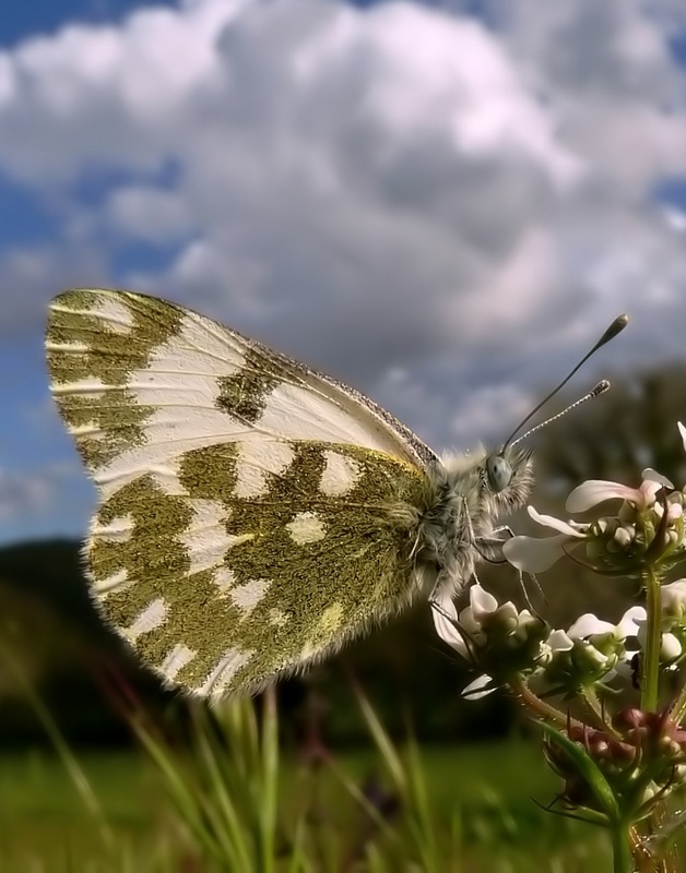 Le 15 Pieridae sp. dell''Umbria